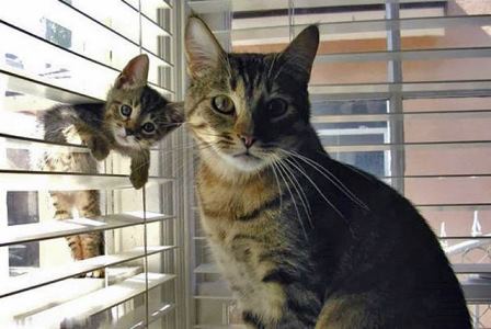 De ce nu ma supar niciodata pe copiii mei