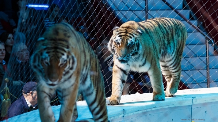 11 animale au murit astazi la Circul Globus intr-un incediu puternic